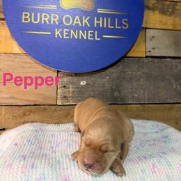 Second Pick - Golden female Golden Retriever puppy in Kimberly, Idaho from Burr Oak Hills Kennel