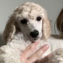 Bucatini - Cream Poodle puppy in Rock Falls, Illinois from O'So Sharp Dogs