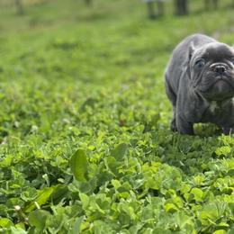French Bulldog Puppies from Bennett’s Bullies
