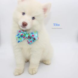 Pomsky Puppies from Florida Pomskies