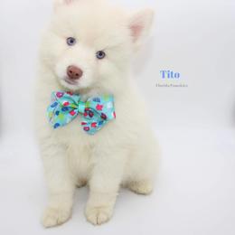 Pomsky Puppies from Florida Pomskies