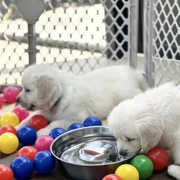Golden Retriever Puppies from Pushin’ Sand Goldens