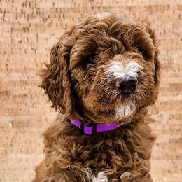 Double Doodle, Labradoodle, and Sheepadoodle Puppies from Mule Mountain Doodles