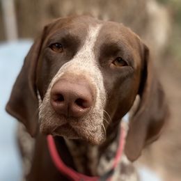 Summer - German Shorthaired Pointer