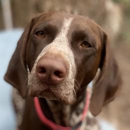 Summer - German Shorthaired Pointer