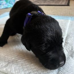 Prince Flynn Rider (Purple) - Black male Labrador Retriever puppy in Tiverton, Rhode Island from Our Little Farm