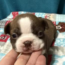 Ariel - Red female Boston Terrier puppy in Wellington, Ohio from Twist of Faith Farms