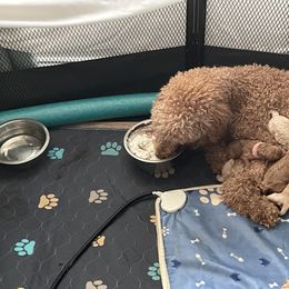 Goldendoodle Puppies from Asias NC miniature golden doodles