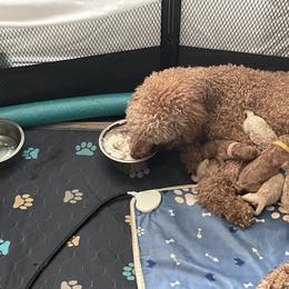 Goldendoodle Puppies from Asias NC miniature golden doodles