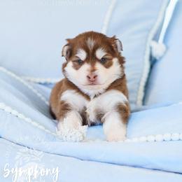 Symphony - Red and white female Pomsky puppy in Mattoon, Illinois from Southpaw Pomskies
