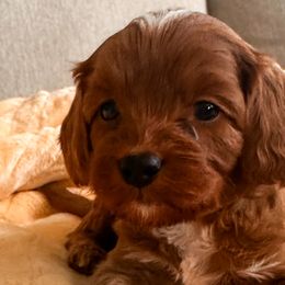 Cavalier King Charles Spaniels and Cavapoos from Pixie Dust Cavaliers