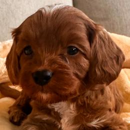 Cavalier King Charles Spaniels and Cavapoos from Pixie Dust Cavaliers