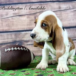 Paddington - Mahogany and white male Basset Hound puppy in Dingess, West Virginia from Tuckers' Howling Hounds