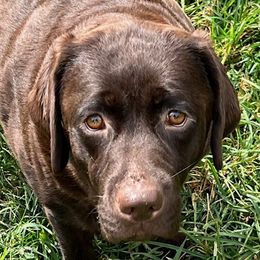 VI - Labrador Retriever