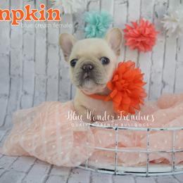Pumpkin - Cream female French Bulldog puppy in Loxahatchee, Florida from Blue Wonder Frenchies