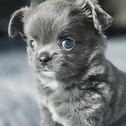 AKC Fluffy Blue  boy - Blue and white male Chihuahua puppy in Brooklyn, New York from Nadezhda's Chihuahuas