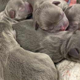 French Bulldogs from Heirloom French Bulldogs