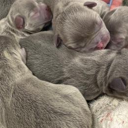 French Bulldogs from Heirloom French Bulldogs