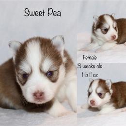 Sweet Pea - Chocolate female Pomsky puppy in Denham Springs, Louisiana from Bayouland Pomskies