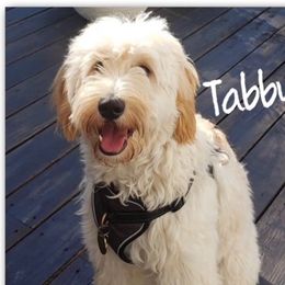 Tabby - Goldendoodle