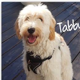 Tabby - Goldendoodle