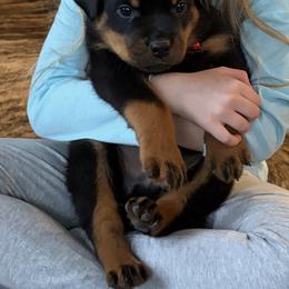Boy 2 - Black and mahogany male Rottweiler puppy in Athol, Idaho from Vom Corvinus Haus Rottweilers