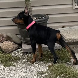 Ember - Black and rust female Doberman Pinscher puppy in Aredale, Iowa from Royal Dynasty Dobermann Kennel