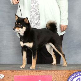 Nikki - Shiba Inu