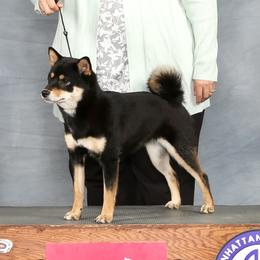 Nikki - Shiba Inu