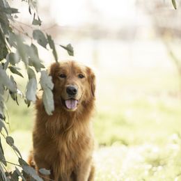 Cavalier King Charles Spaniel and Golden Retriever Puppies from Tsarevich Goldens and Cavaliers