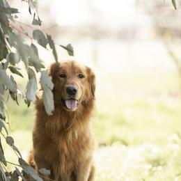 Cavalier King Charles Spaniel and Golden Retriever Puppies from Tsarevich Goldens and Cavaliers