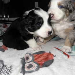 Australian Shepherd Puppies from Hamilton Farms
