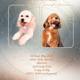 Poodle puppies from Vallevistadoodles