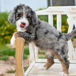 Aussiedoodle, Bernedoodle, Goldendoodle, and Irish Doodle Puppies from Sun Valley Goldendoodles