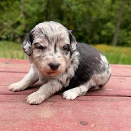 Margarita - Blue merle female Aussiedoodle puppy in Mulino, Oregon from Korbella Farm
