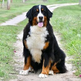 Hawken - Bernese Mountain Dog