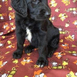 Goldendoodle and Labradoodle Puppies from Oopsie Doodles of NC
