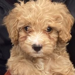 Dexter - Cream male Goldendoodle puppy in Cumberland, Rhode Island from minigoldendoodlesofRI