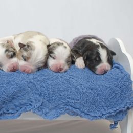 Australian Shepherd Puppies from Saddle Peak Aussies