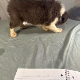 F2 RUMOR - Black and white female Border Collie puppy in Meridian, Mississippi from Border Hollow Border Collies