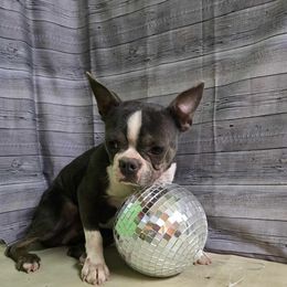Babe - Boston Terrier