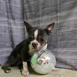 Babe - Boston Terrier