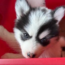 Benny - Black and white male Pomsky puppy in Mc Minnville, Oregon from West Coast Pomskies