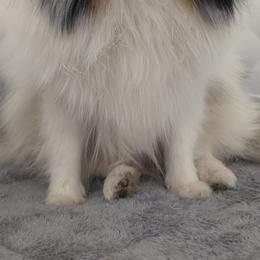 Cloe - Pomeranian