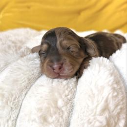 Hamilton - Dapple male Dachshund puppy in Austin, Texas from Duchess Daphne's Doxie Empire