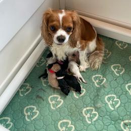 Cavapoo puppies from Perfectly Playful Doodles