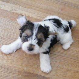 Yorkshire Terrier puppies from Moonlight Yorkies