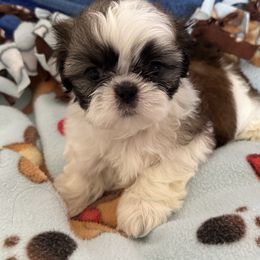 Shih Tzu Puppies from Seaside Shih Tzu