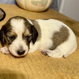 Jester - Piebald male Dachshund puppy in Springfield, Oregon from Storybook Dachshunds