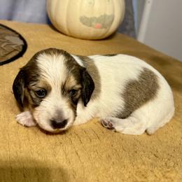 Jester - Piebald male Dachshund puppy in Springfield, Oregon from Storybook Dachshunds